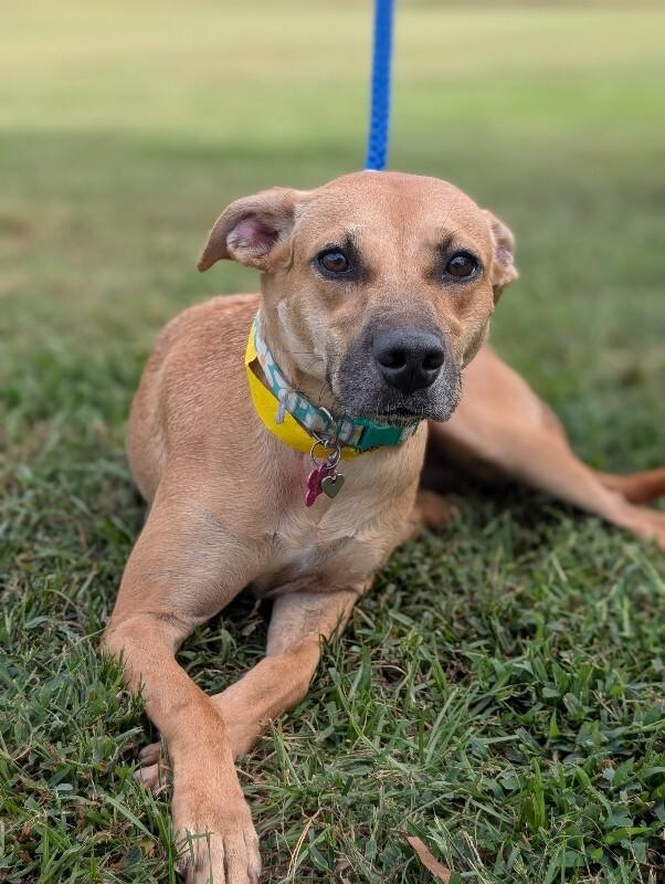 Enlarge Dory, a Adoptable mixed breed in Berkeley Heights, NJ image 4/6