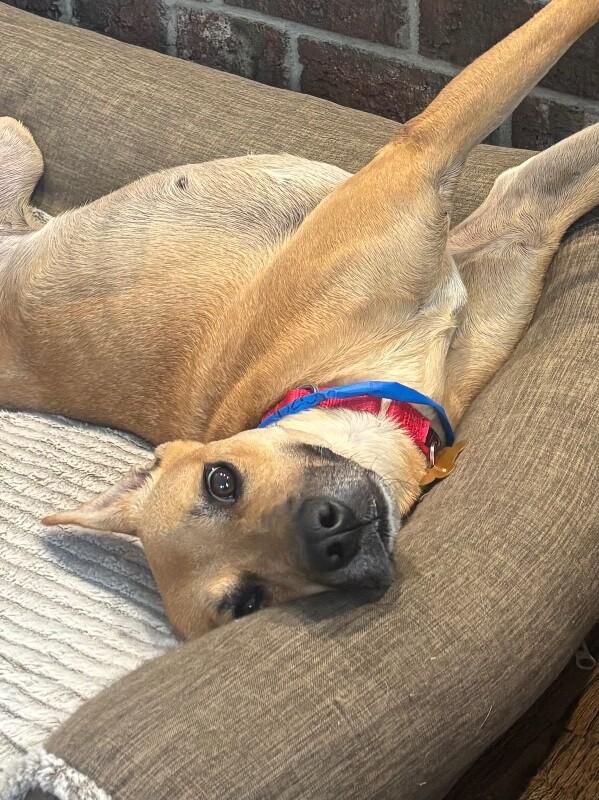 Dory, a Adoptable mixed breed in Berkeley Heights, NJ image 5/6