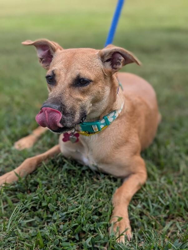 Dory, a Adoptable mixed breed in Berkeley Heights, NJ image 6/6