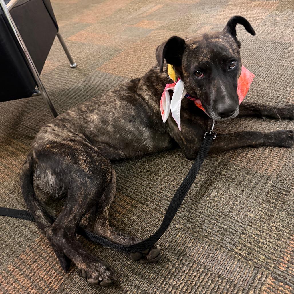 Belle, a Adoptable mixed breed in Avon, OH image 1/5