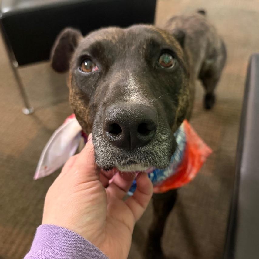 Belle, a Adoptable mixed breed in Avon, OH image 2/5