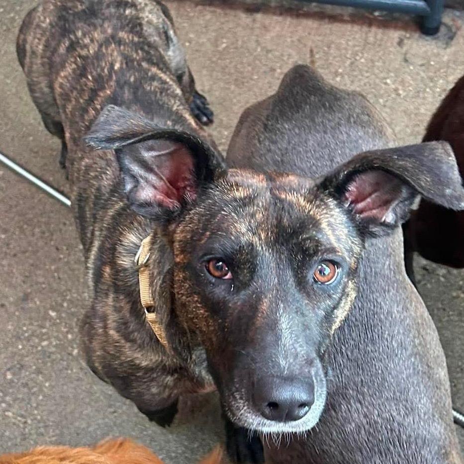 Belle, a Adoptable mixed breed in Avon, OH image 3/5