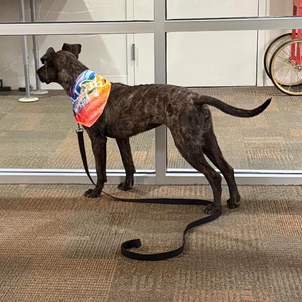 Belle, a Adoptable mixed breed in Avon, OH image 4/5