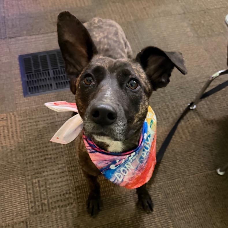 Belle, a Adoptable mixed breed in Avon, OH image 4/5