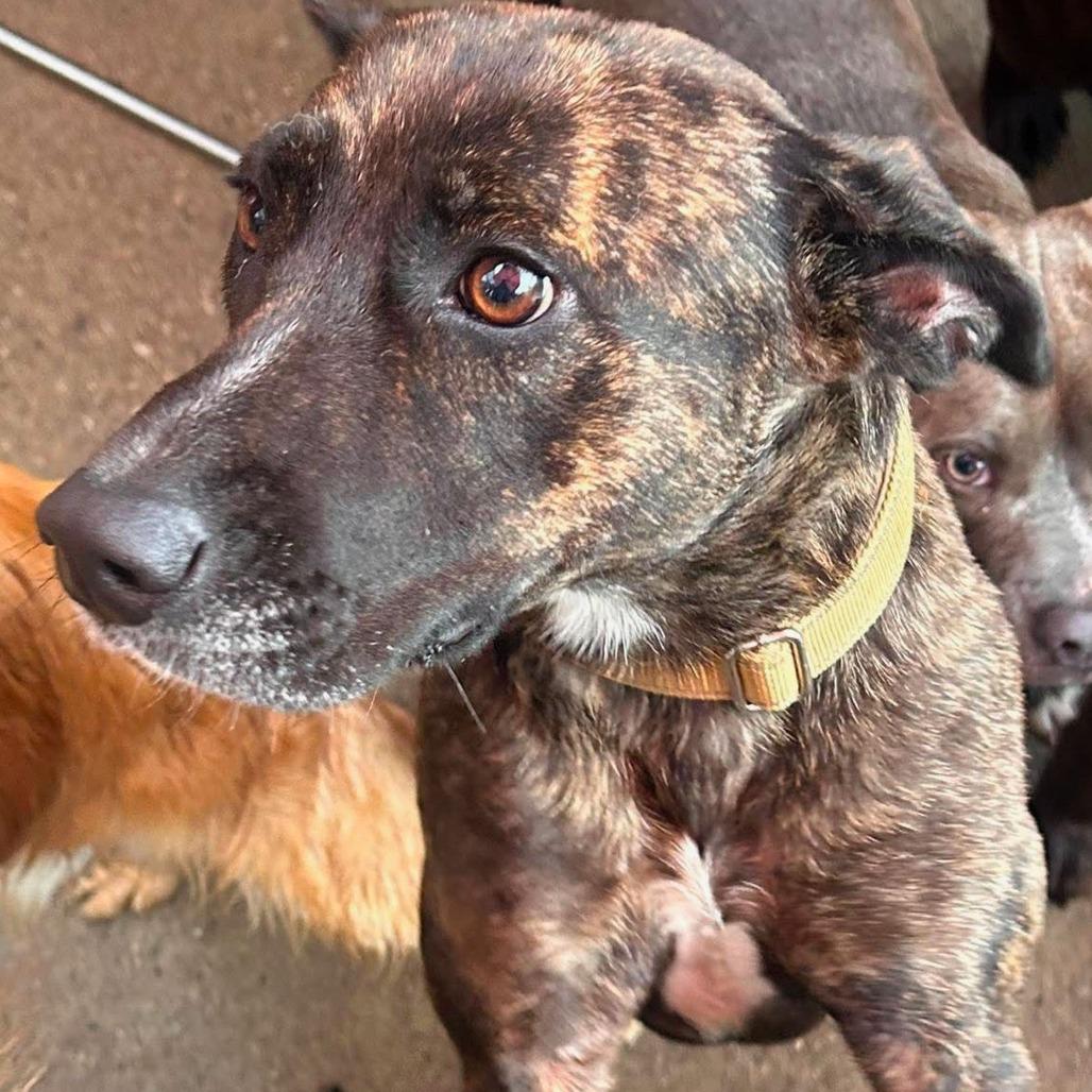 Belle, a Adoptable mixed breed in Avon, OH image 5/5