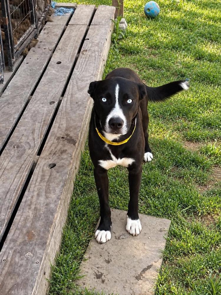 Mulligan, Adoptable, Adult Male Husky & Labrador Retriever.