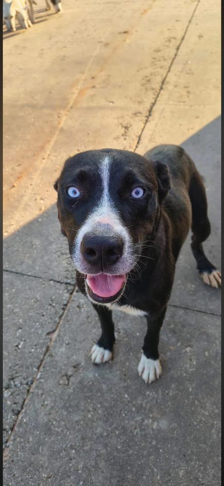 Enlarge Mulligan, a Adoptable mixed breed in Sealy, TX image 2/5