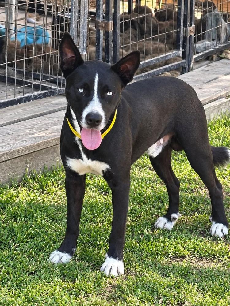 Enlarge Mulligan, a Adoptable mixed breed in Sealy, TX image 3/5