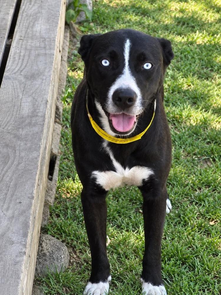 Enlarge Mulligan, a Adoptable mixed breed in Sealy, TX image 4/5