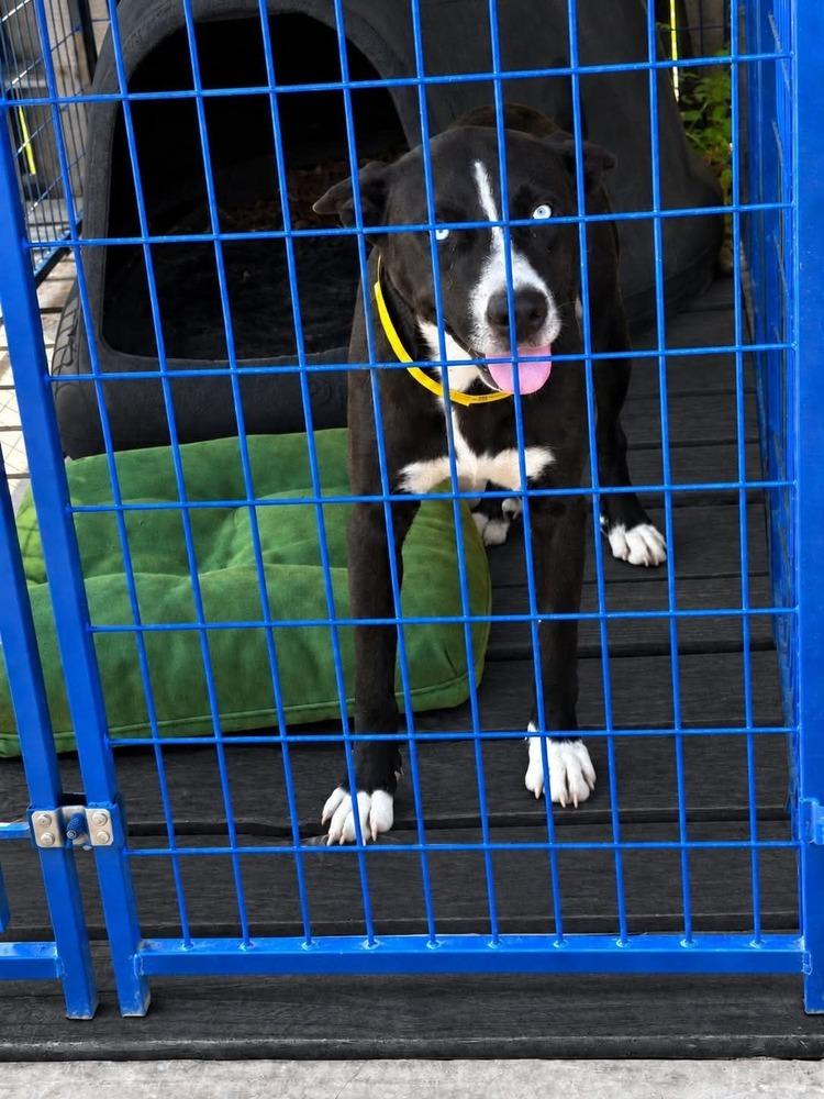 Enlarge Mulligan, a Adoptable mixed breed in Sealy, TX image 5/5