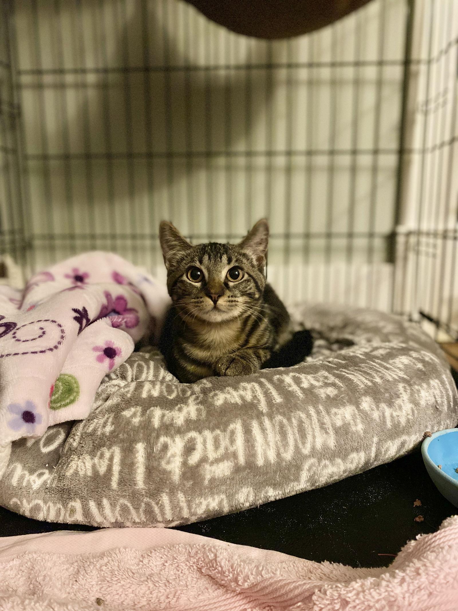 Freya, Adoptable, Kitten Female Domestic Short Hair.