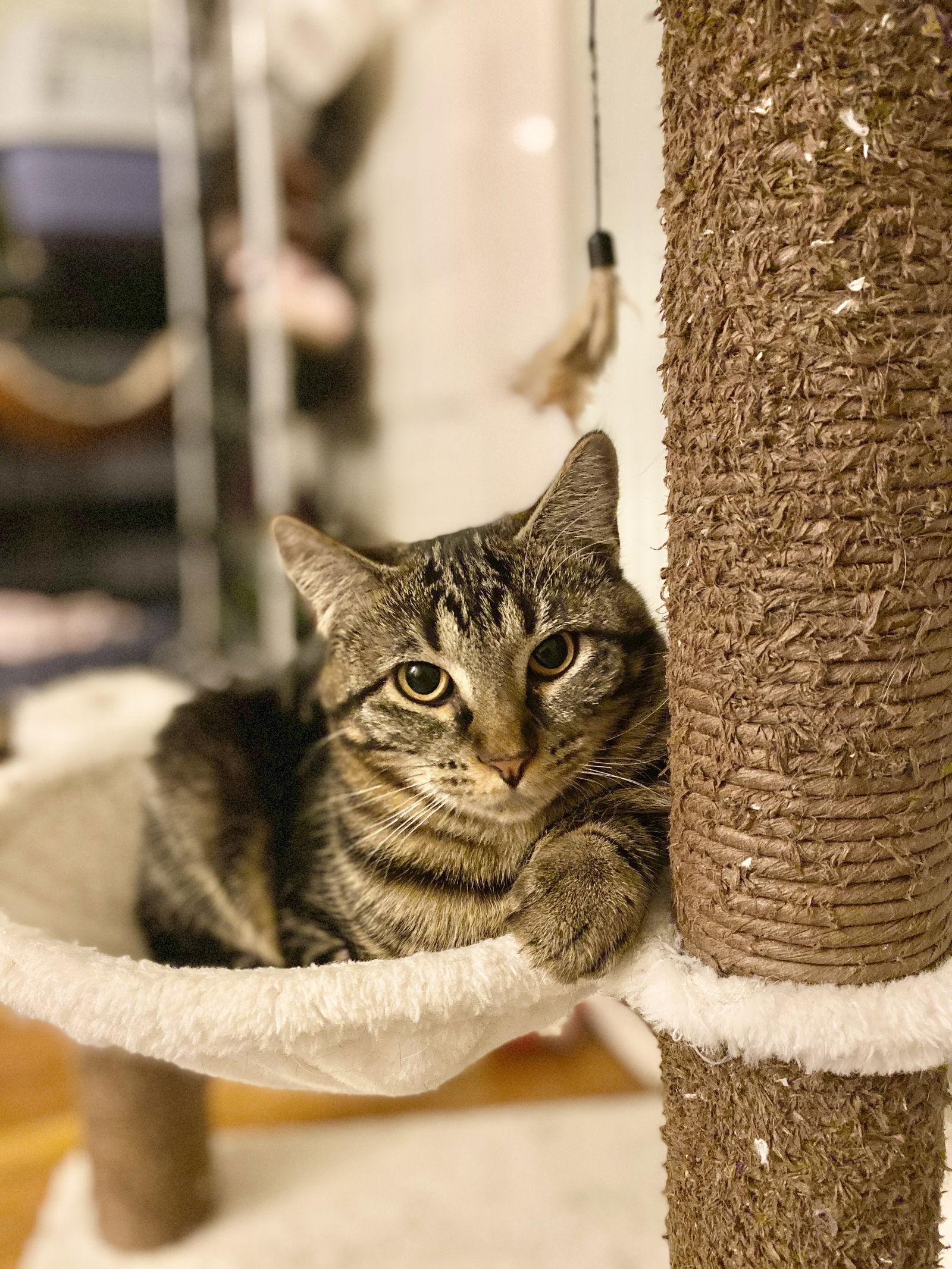 Enlarge Freya, a Adoptable Domestic Short Hair in West Cornwall, CT image 3/3
