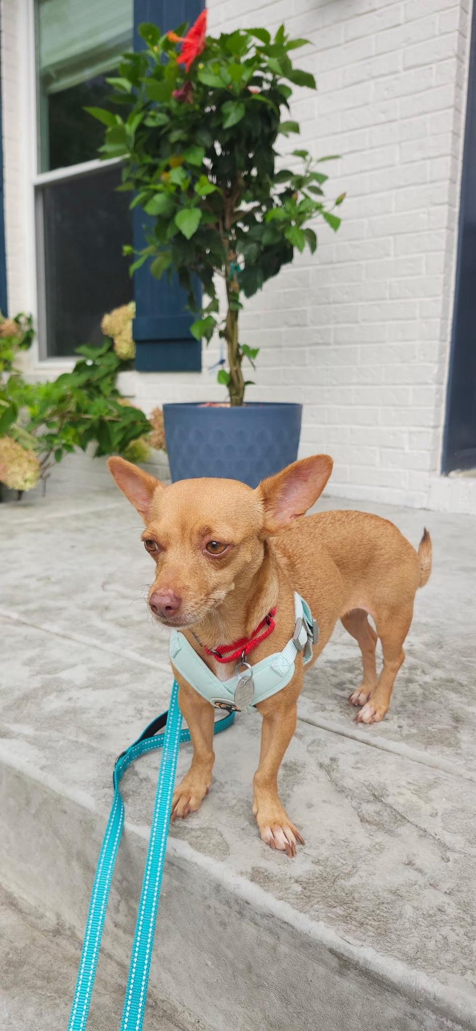 Enlarge Toffee, a Adopted mixed breed in Heiskell, TN image 5/5
