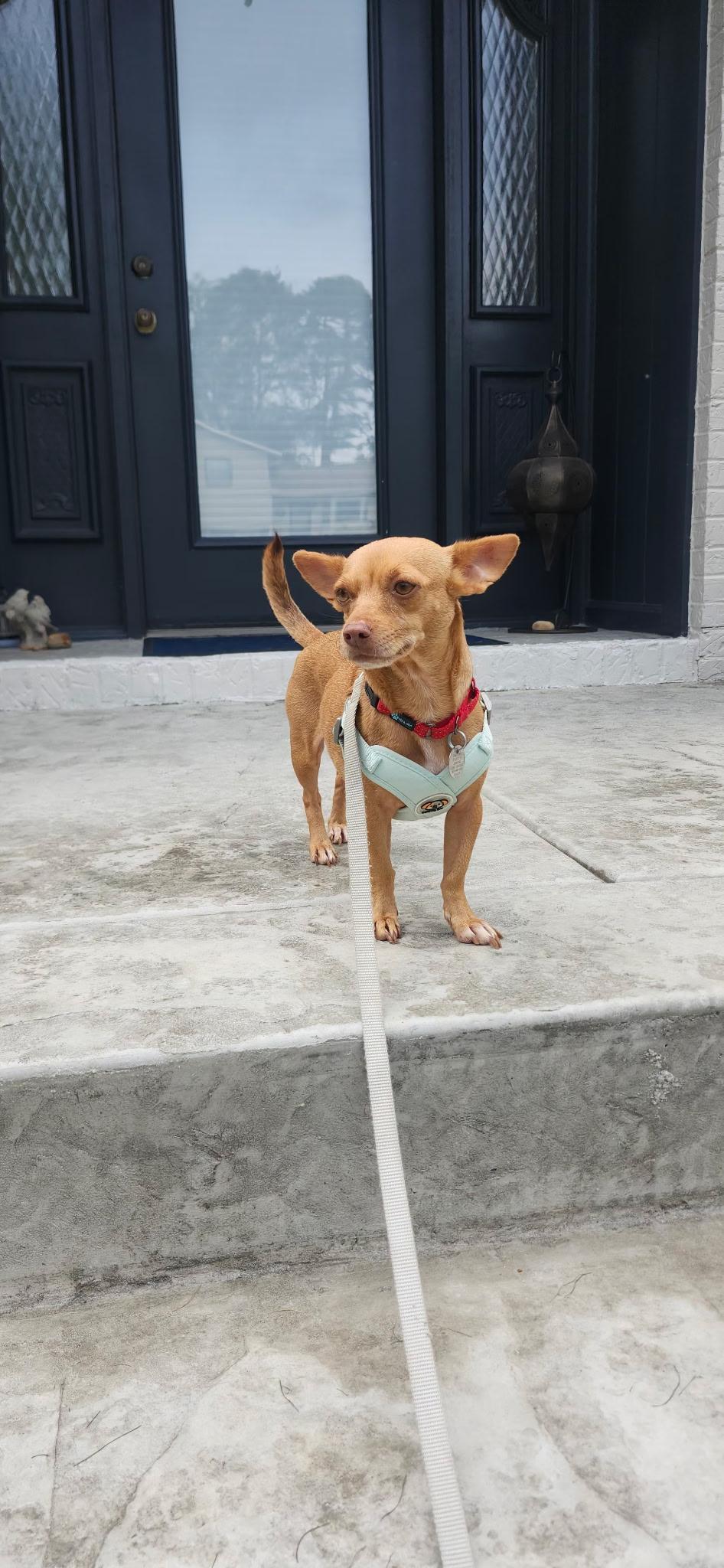 Enlarge Toffee, a Adopted mixed breed in Heiskell, TN image 3/5