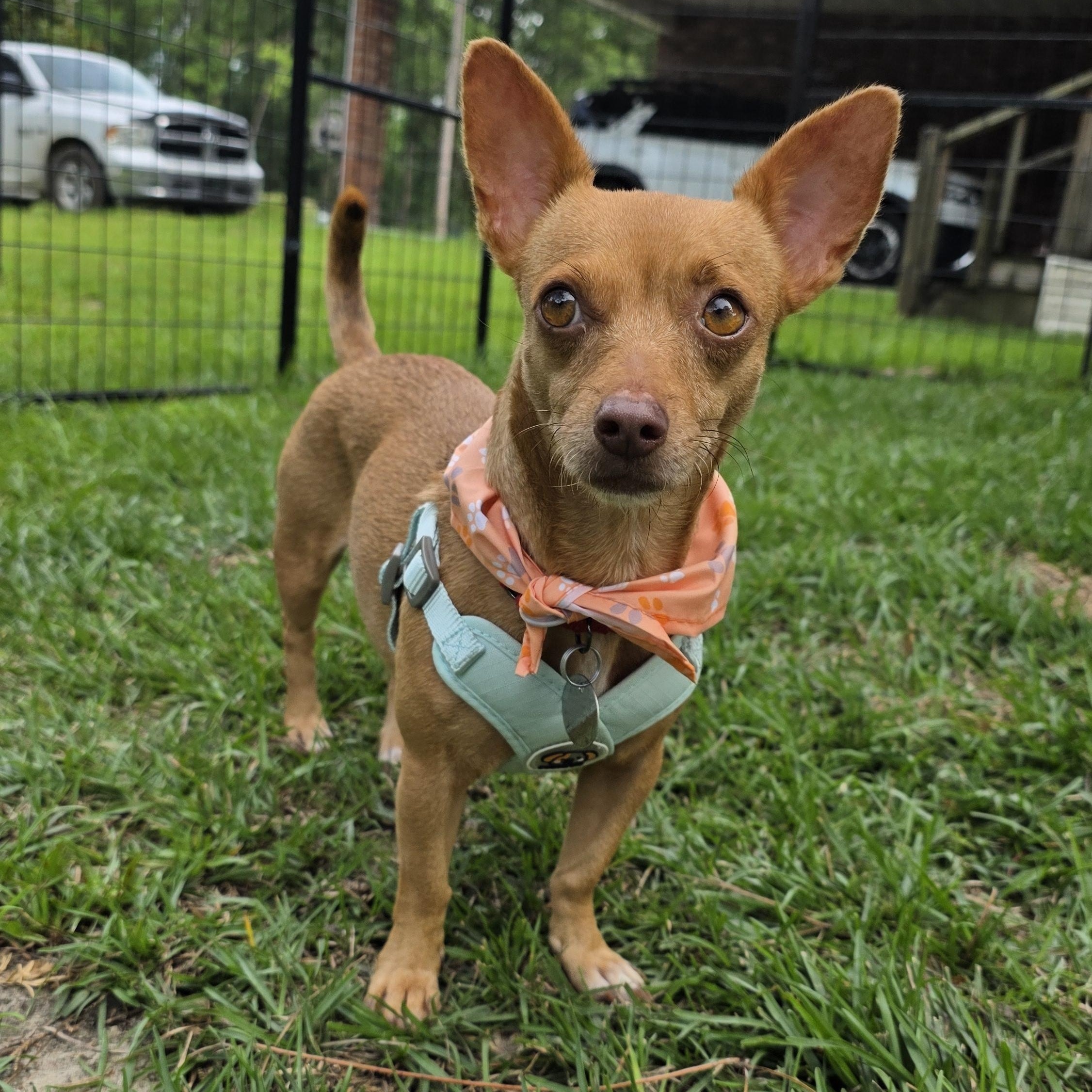 Enlarge Toffee, a Adopted mixed breed in Heiskell, TN image 1/5
