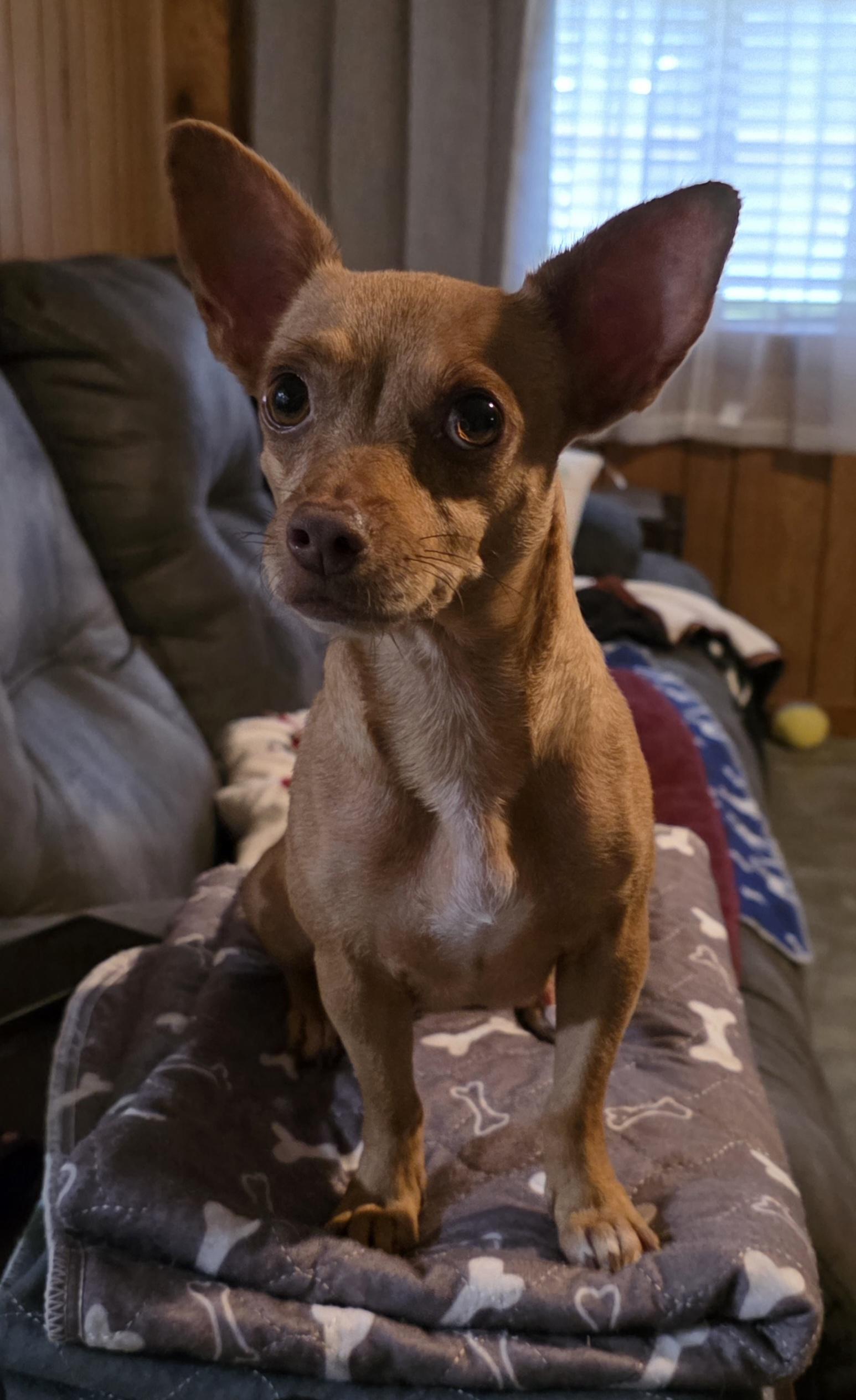 Enlarge Toffee, a Adopted mixed breed in Heiskell, TN image 2/5