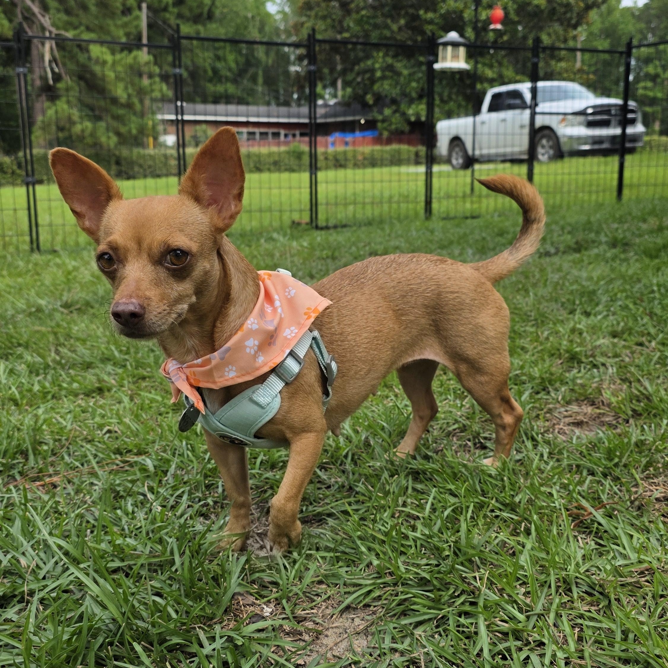 Enlarge Toffee, a Adopted mixed breed in Heiskell, TN image 4/5