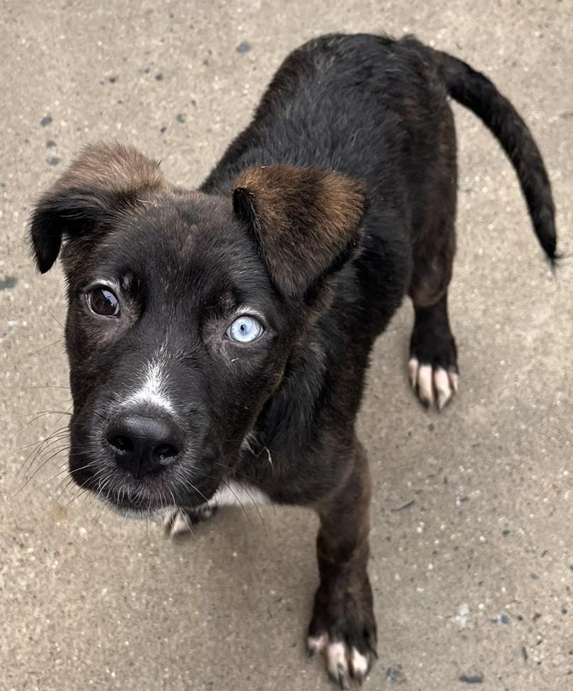 Enlarge Nayla , a ADOPTABLE mixed breed in Egg Harbor City, NJ image 5/5