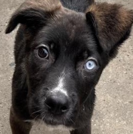 Nayla , ADOPTABLE, Puppy Female Australian Cattle Dog / Blue Heeler & Labrador Retriever.