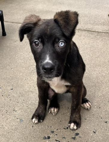 Enlarge Nayla , a ADOPTABLE mixed breed in Egg Harbor City, NJ image 4/5