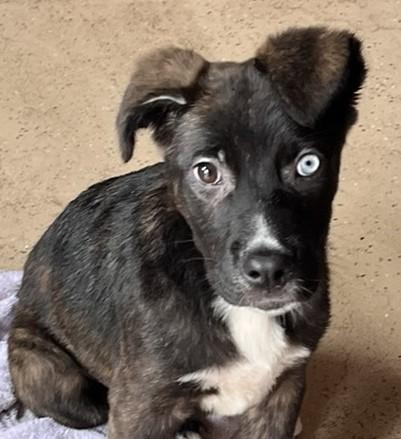 Enlarge Nayla , a ADOPTABLE mixed breed in Egg Harbor City, NJ image 3/5