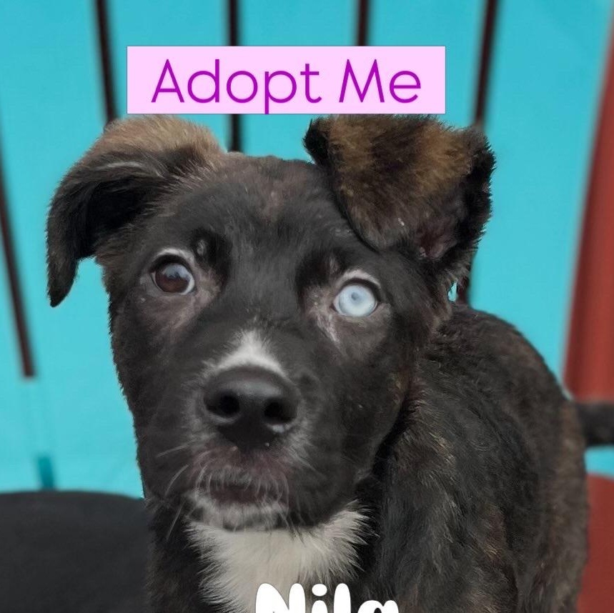 Enlarge Nayla , a ADOPTABLE mixed breed in Egg Harbor City, NJ image 2/5