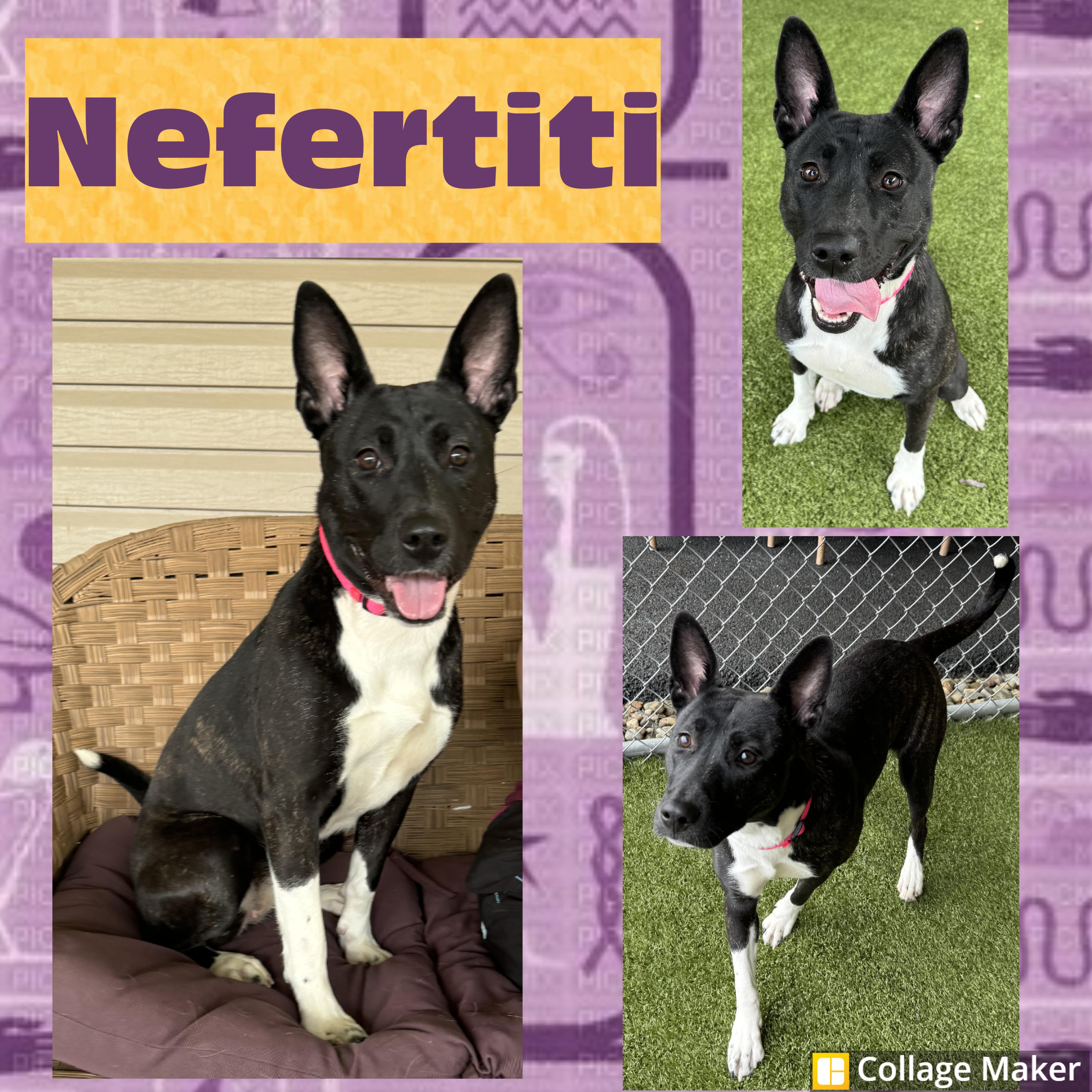 Enlarge Nefertiti, a ADOPTABLE mixed breed in Clearfield, PA image 1/1