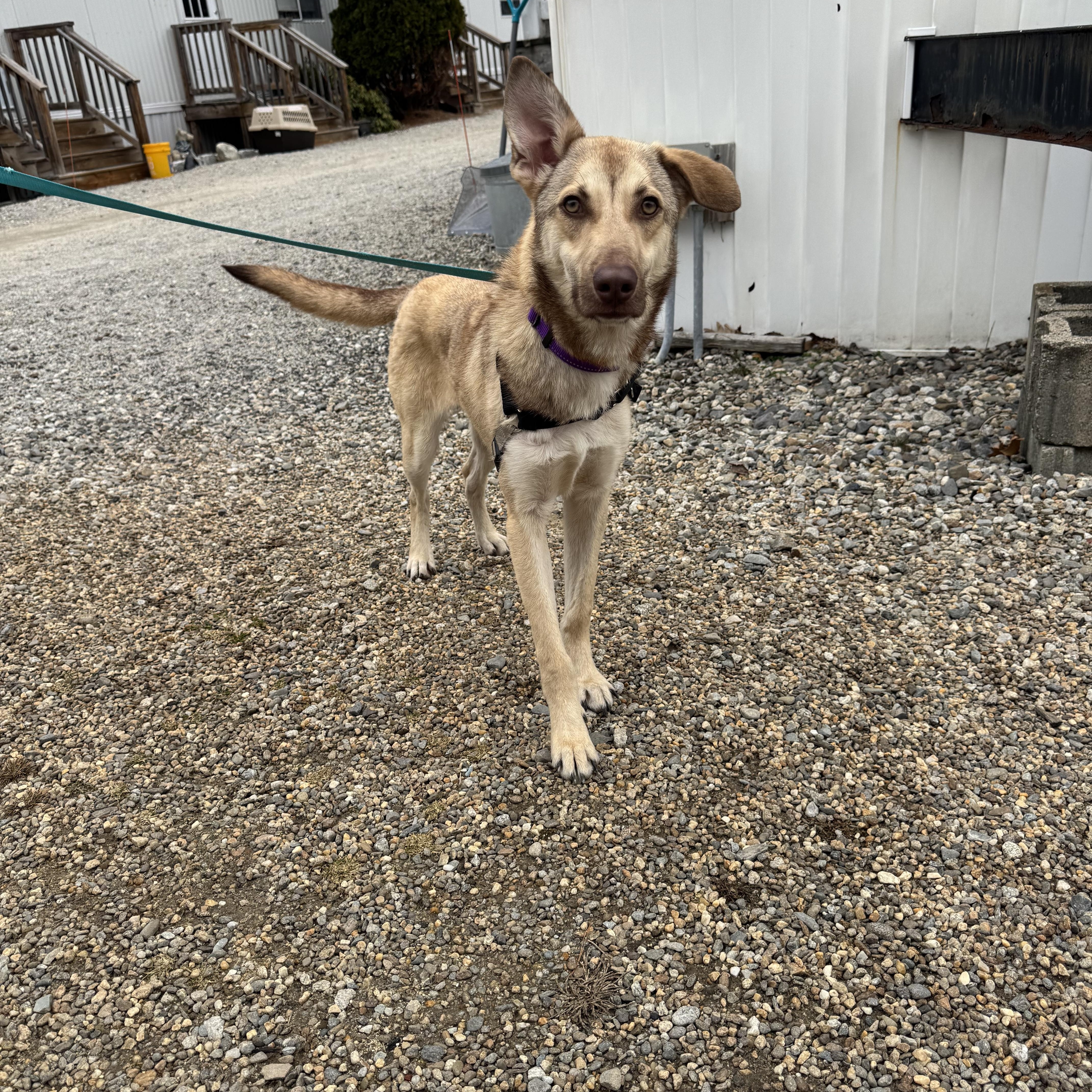 Pogo, ADOPTABLE, Young Female Siberian Husky.