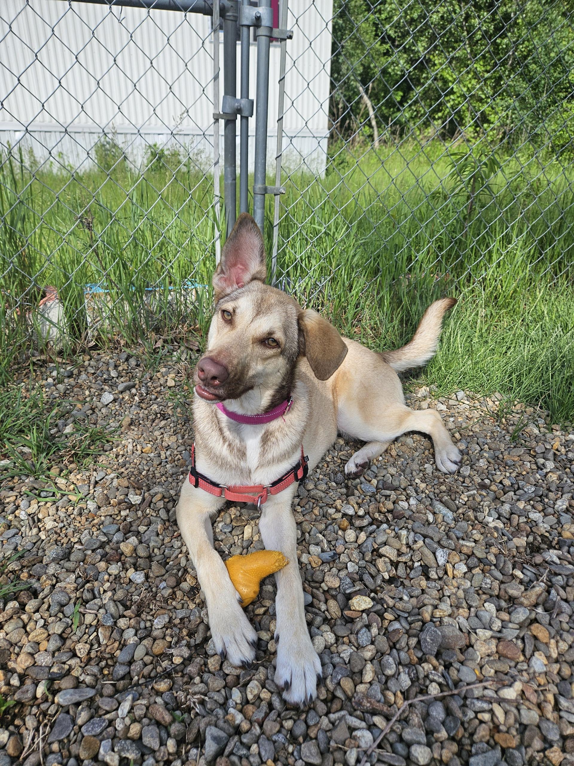 Pogo, an adoptable mixed breed in Salem, NH image 2/6