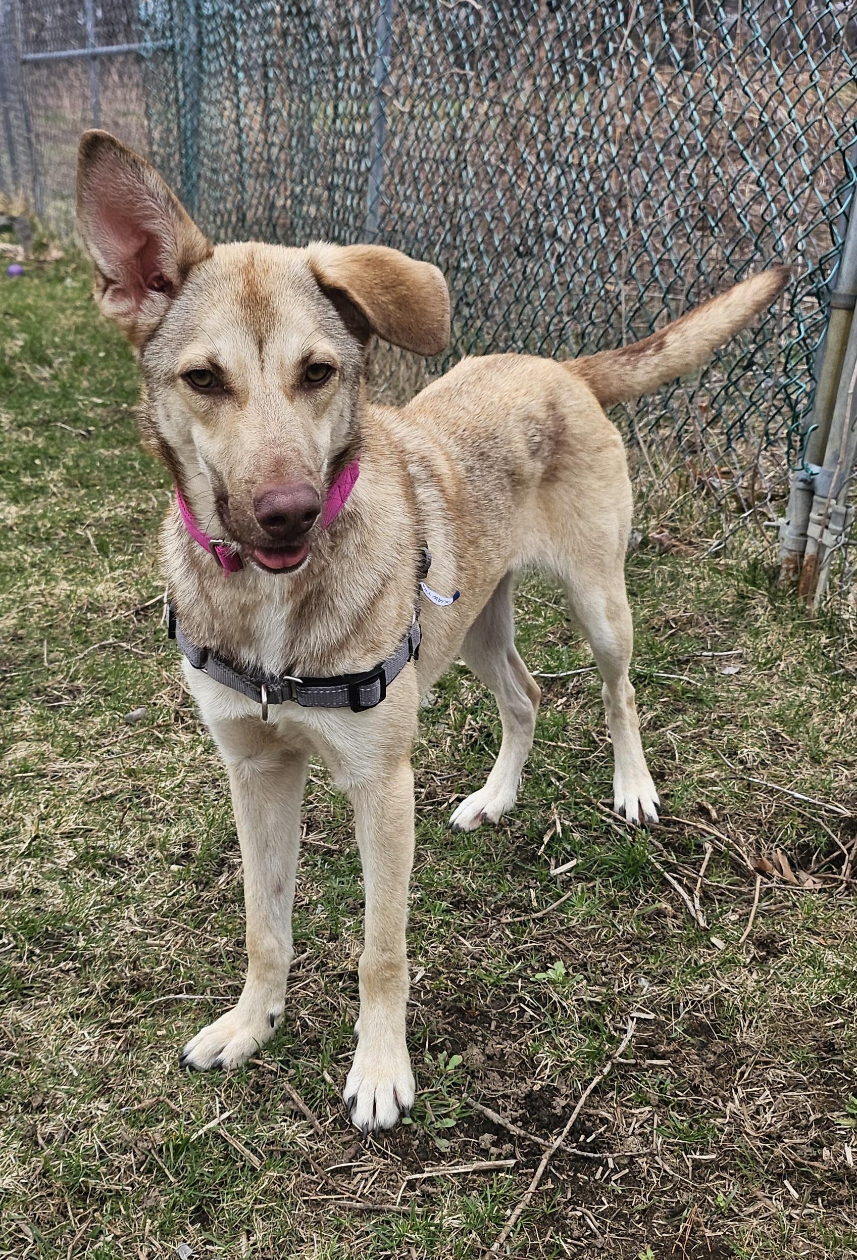 Enlarge Pogo, a ADOPTABLE mixed breed in Salem, NH image 2/4