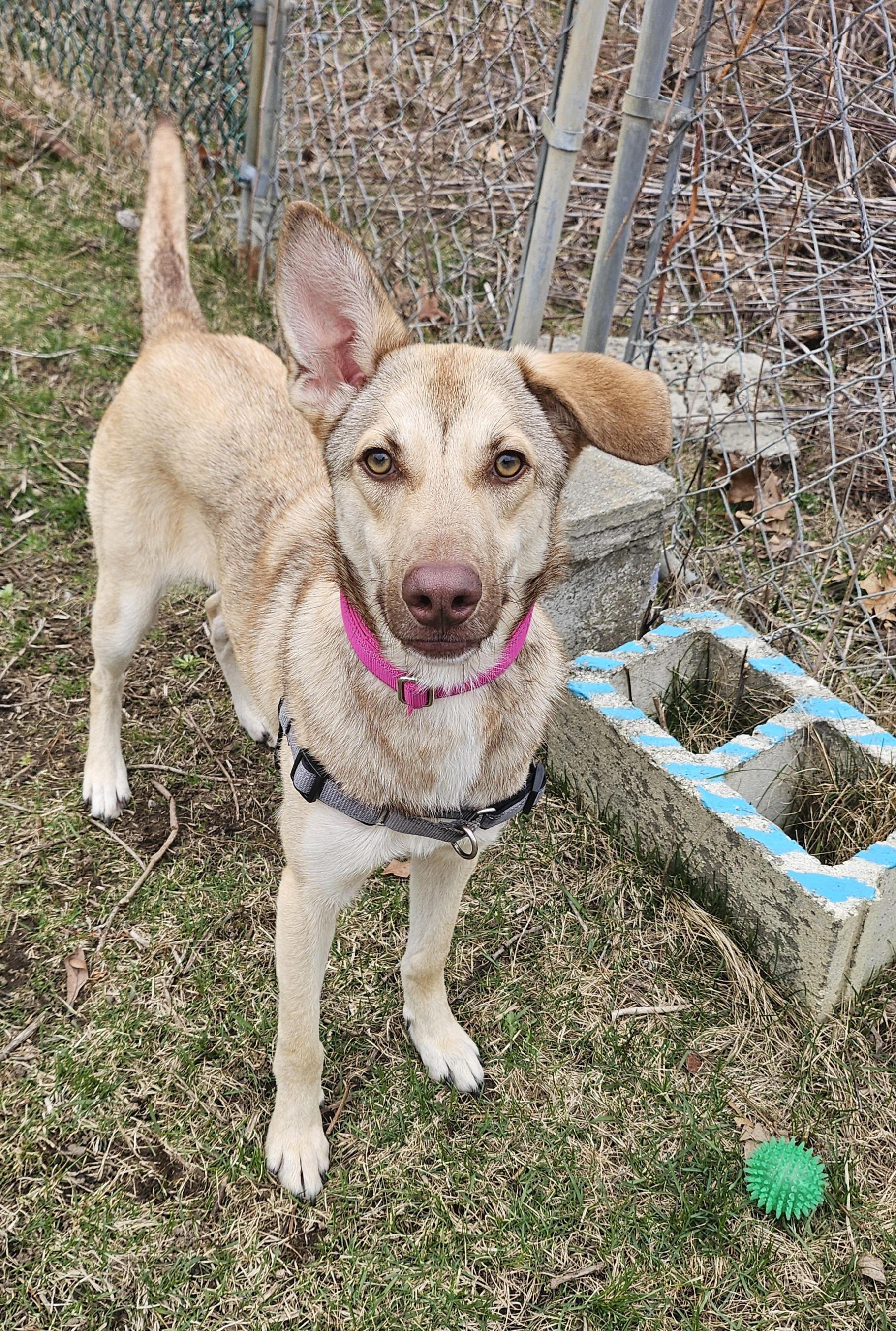 Pogo, ADOPTABLE, Young Female Siberian Husky.