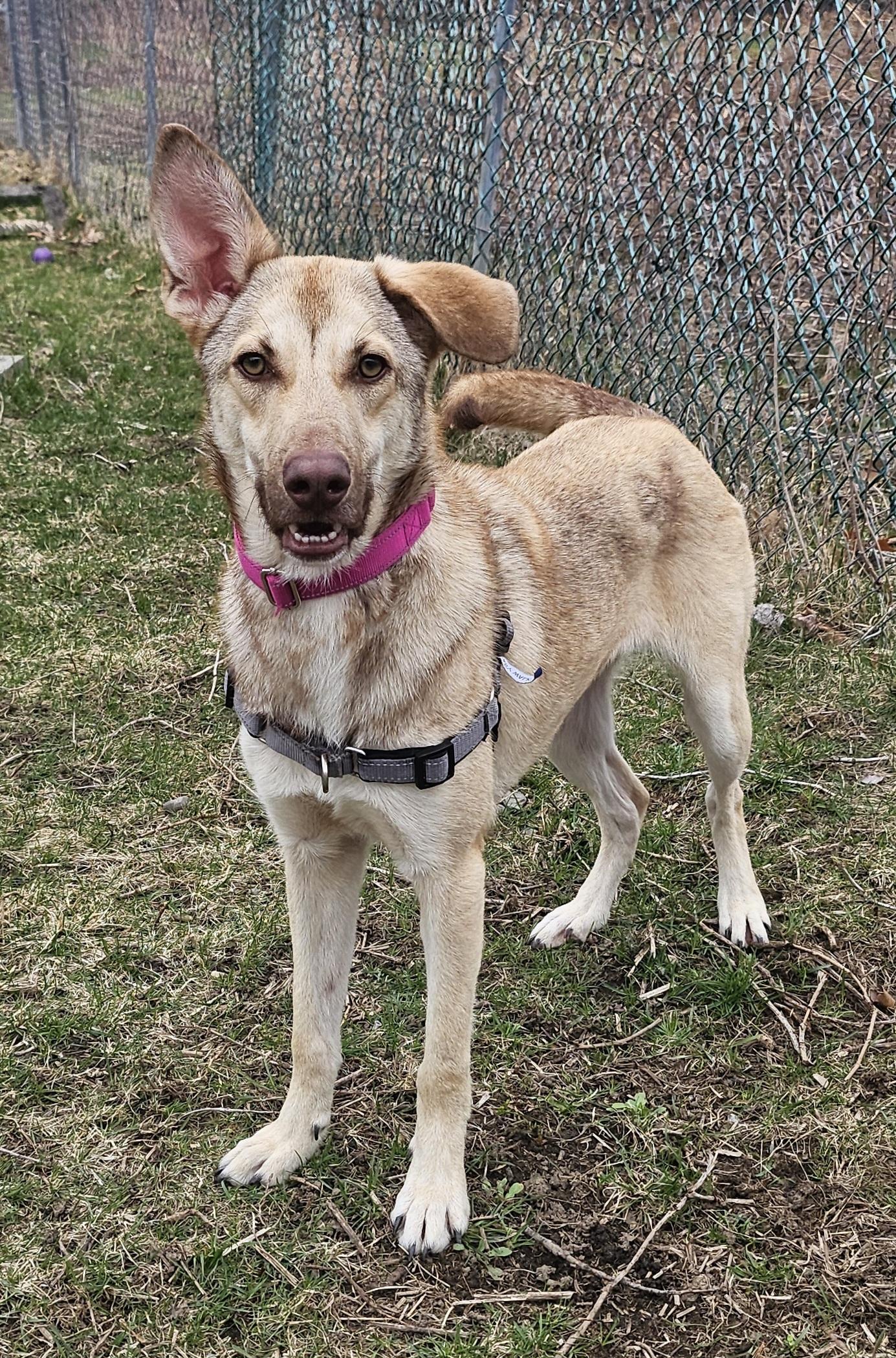 Enlarge Pogo, a ADOPTABLE mixed breed in Salem, NH image 3/4