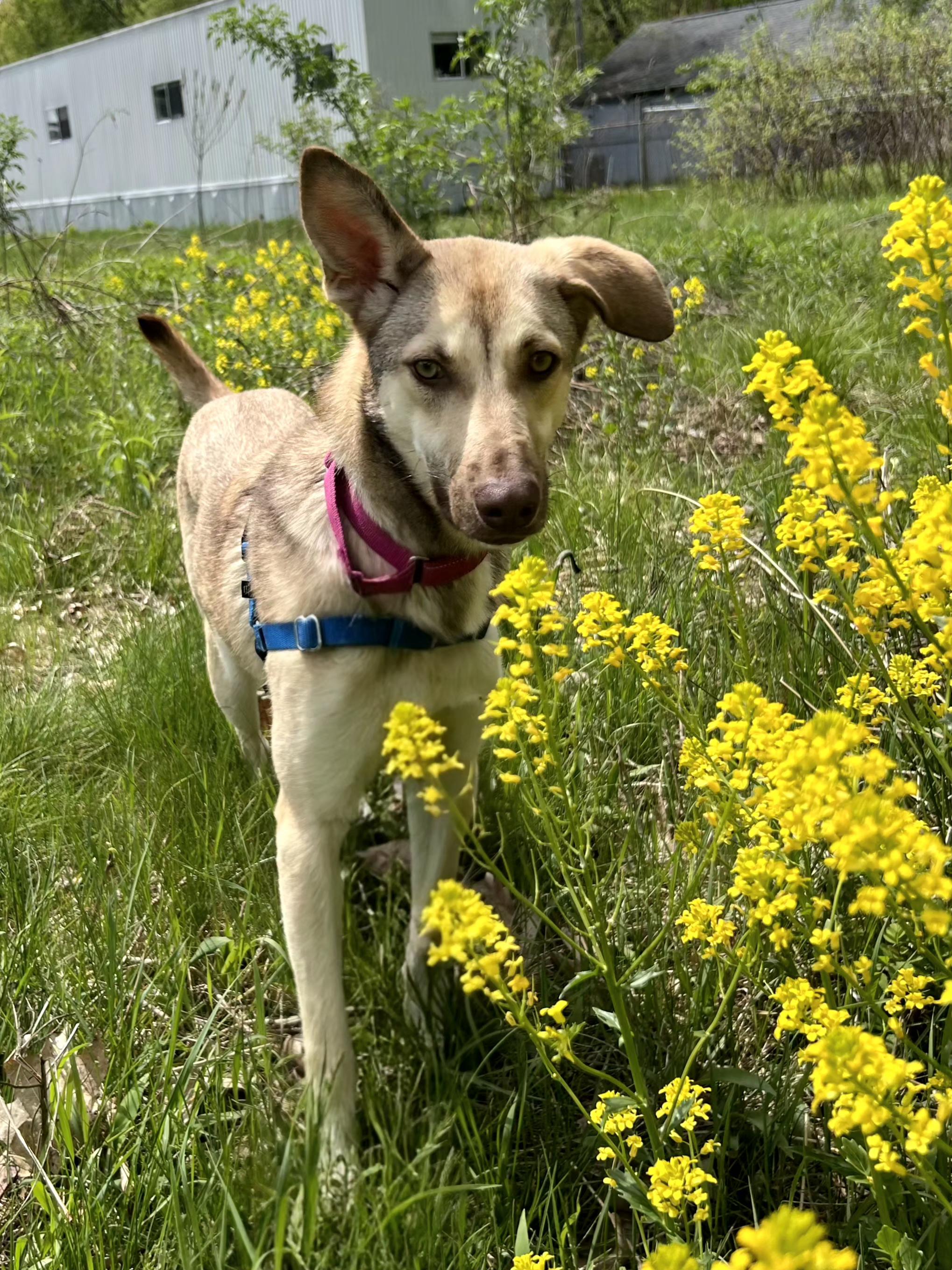 Enlarge Pogo, an adoptable mixed breed in Salem, NH image 3/5