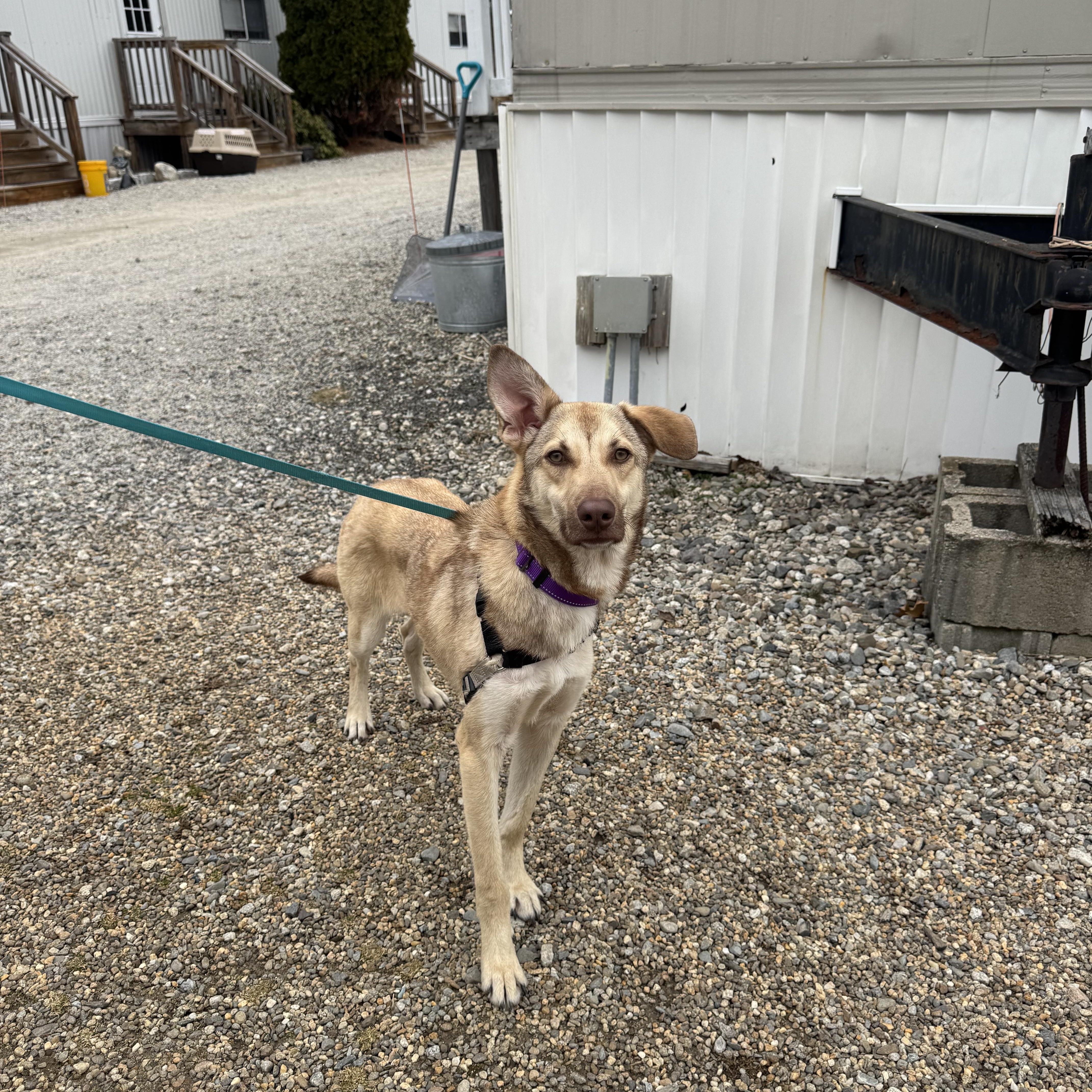 Enlarge Pogo, a ADOPTABLE mixed breed in Salem, NH image 3/3