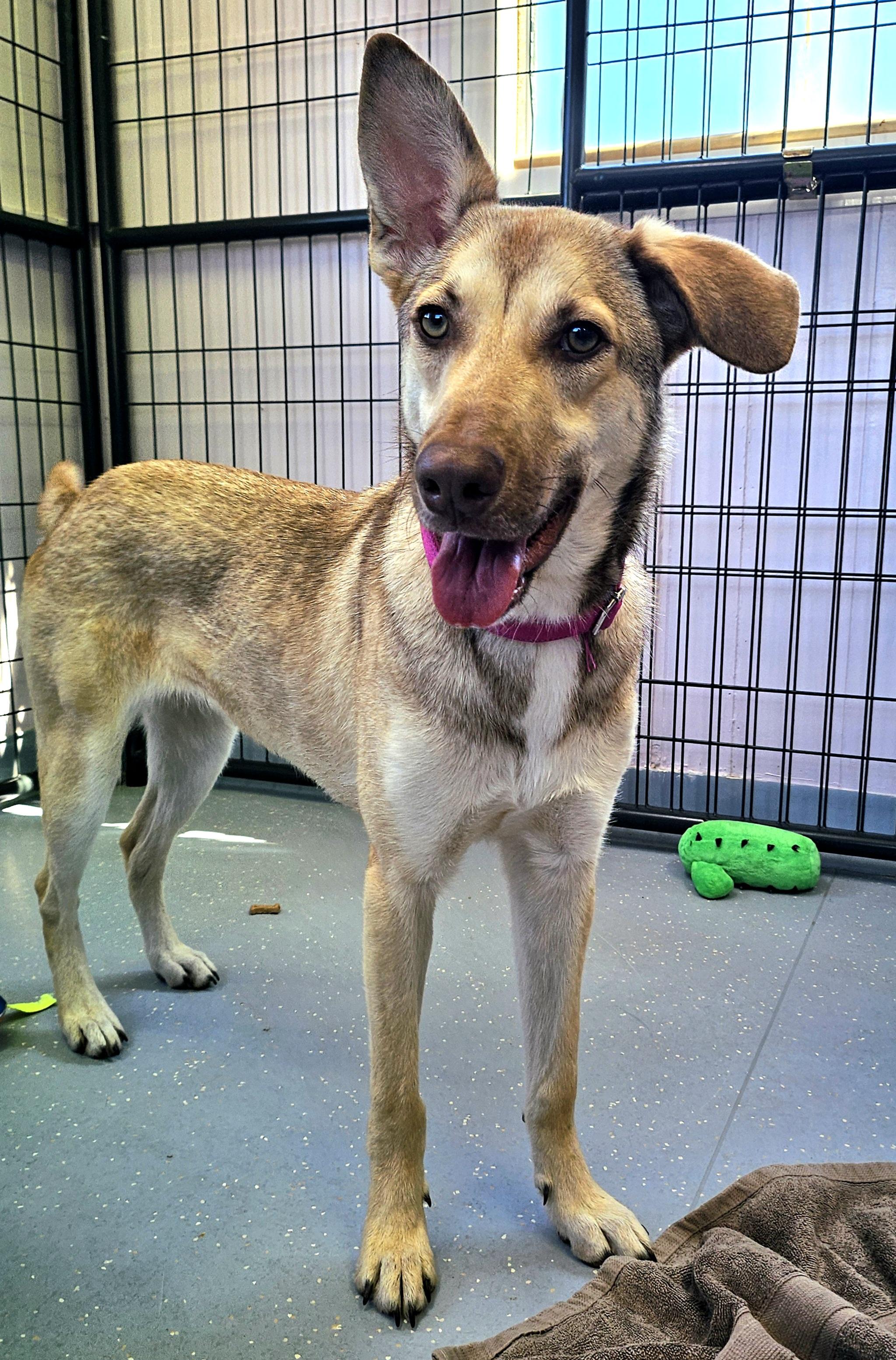 Enlarge Pogo, an adoptable mixed breed in Salem, NH image 1/5