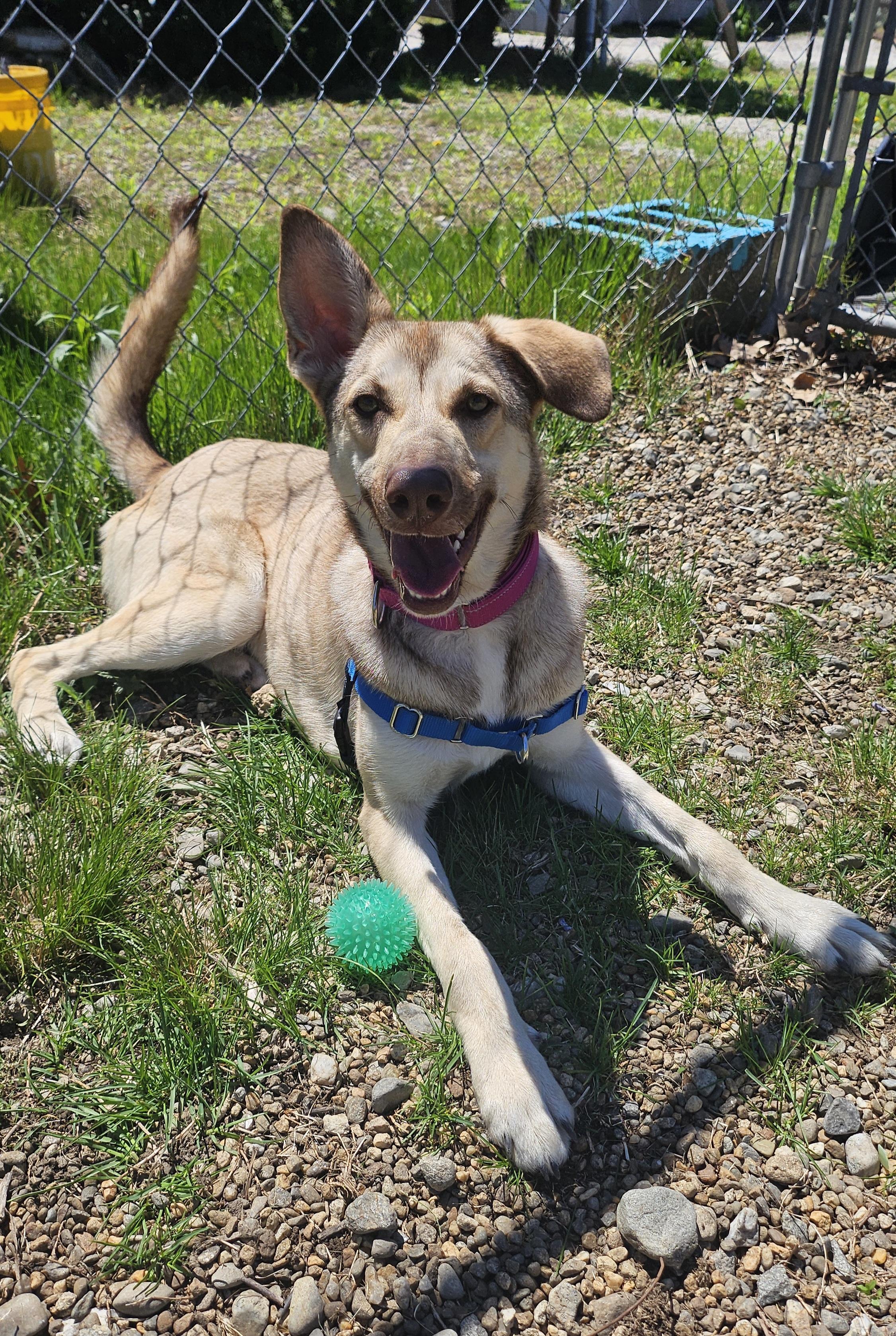 Enlarge Pogo, an adoptable mixed breed in Salem, NH image 2/5