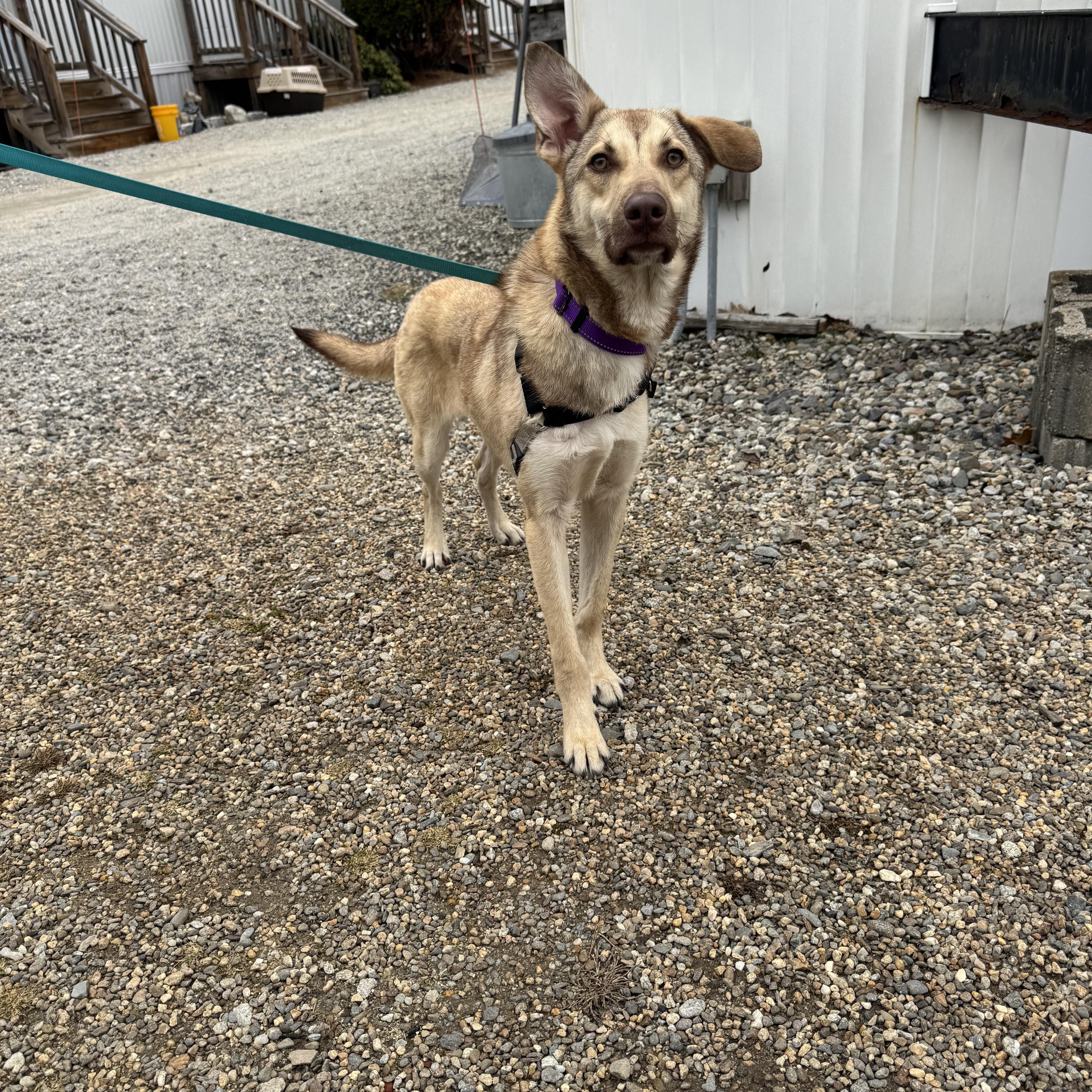 Enlarge Pogo, a ADOPTABLE mixed breed in Salem, NH image 2/3