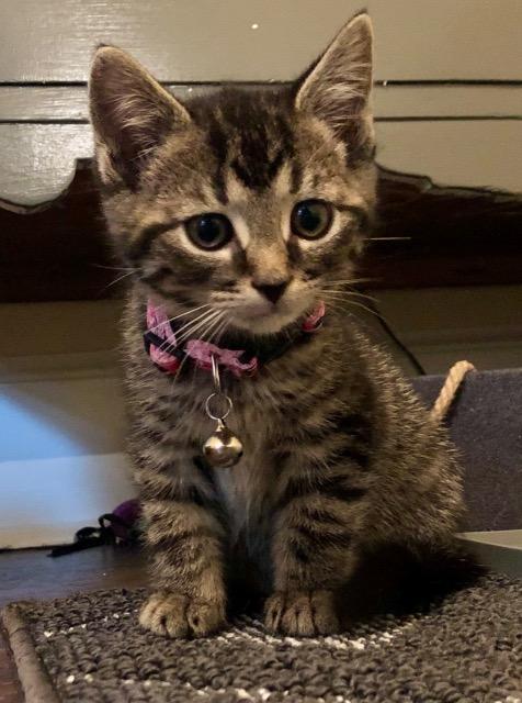 Bernadette, Adoptable, Adult Female Domestic Short Hair.