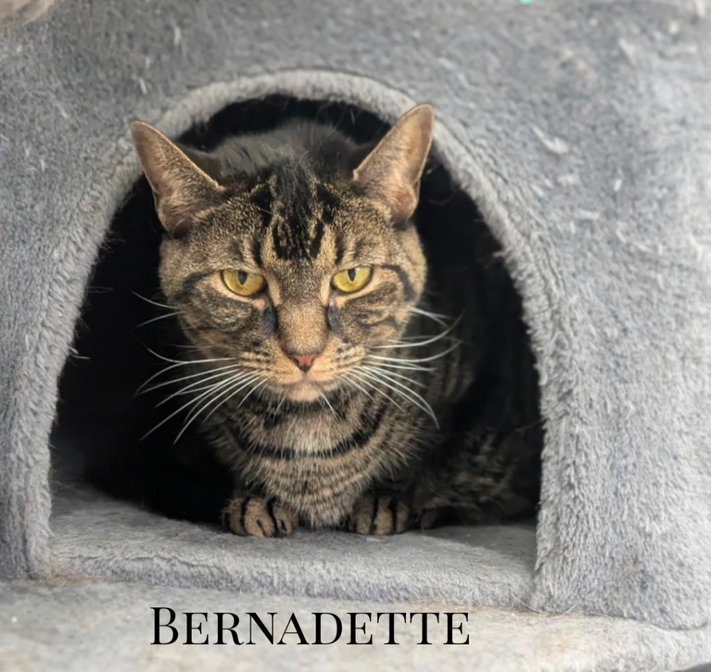 Enlarge Bernadette, a Adoptable mixed breed in Leonardtown, MD image 2/3