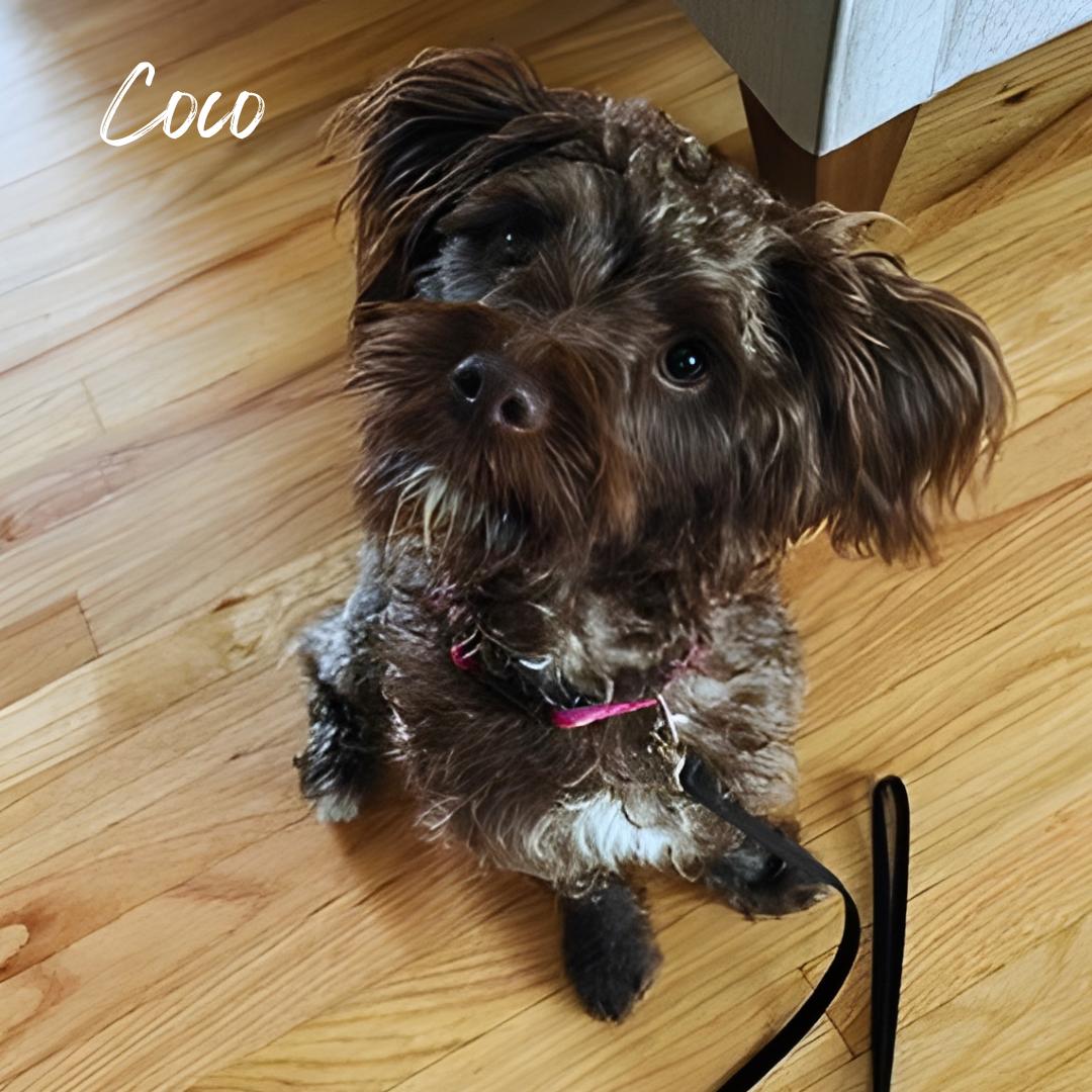 Coco, Adoptable, Young Female Aussiedoodle.