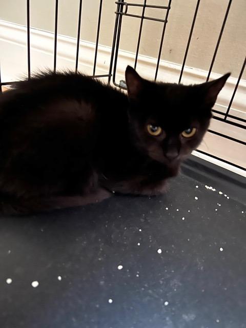 Enlarge Spicy, a Adoptable mixed breed in New York, NY image 2/6