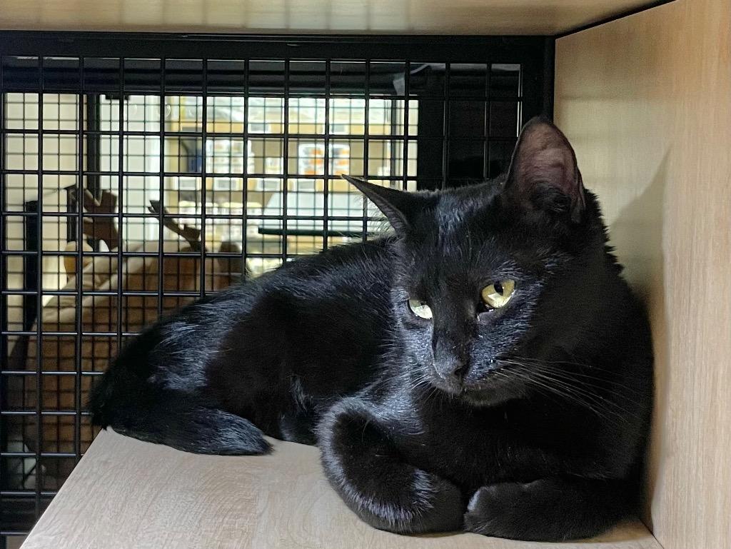 Enlarge Spicy, a Adoptable mixed breed in New York, NY image 3/6