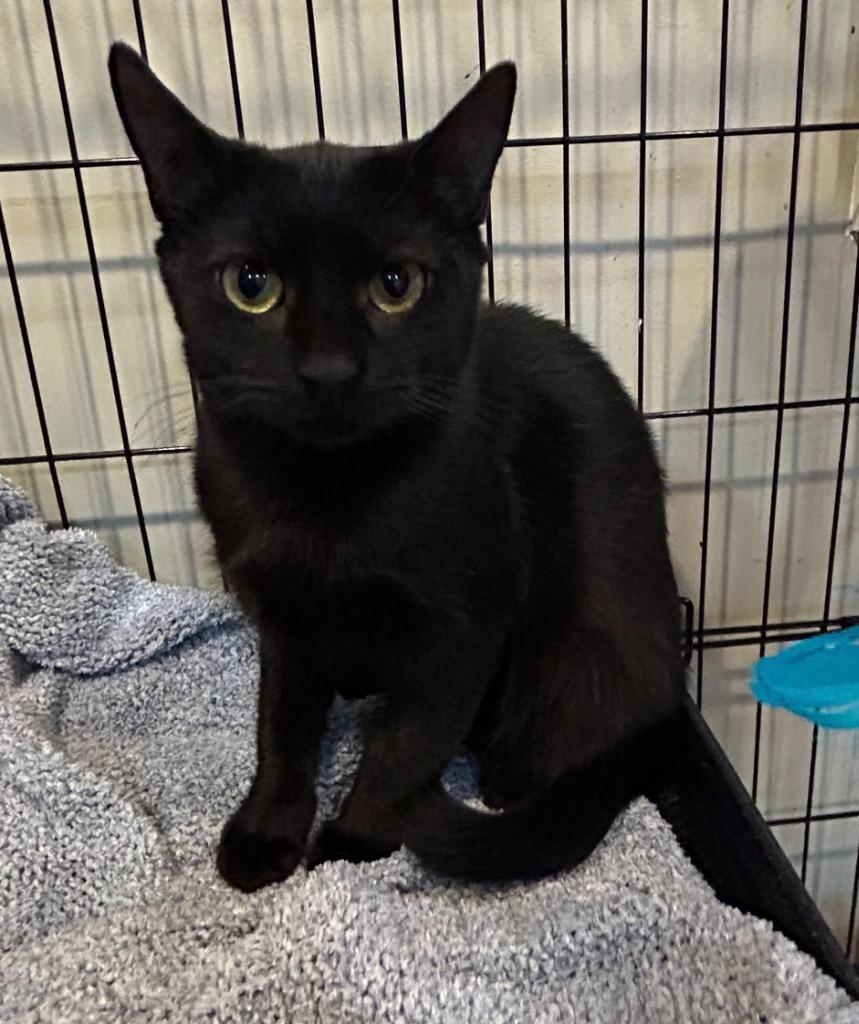 Enlarge Spicy, a Adoptable mixed breed in New York, NY image 5/6