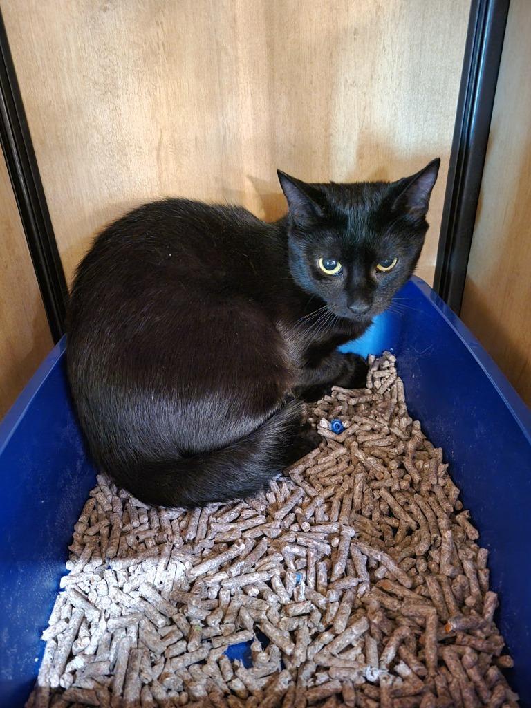 Spicy, a Adoptable mixed breed in New York, NY image 5/6