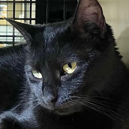 Enlarge Spicy, a Adoptable mixed breed in New York, NY image 6/6