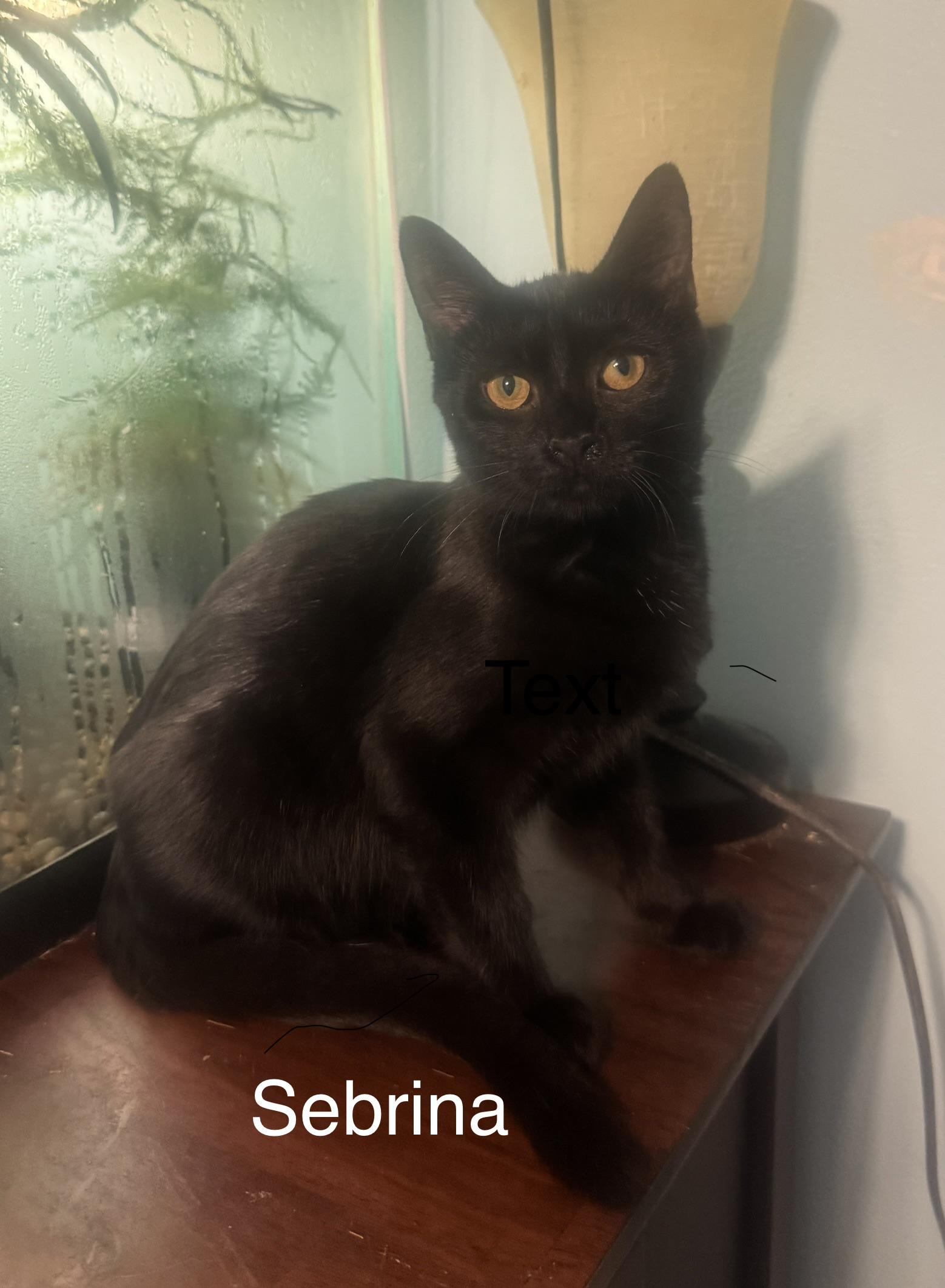 Enlarge Sebrina, a Adoptable American Shorthair in Massillon, OH image 1/2