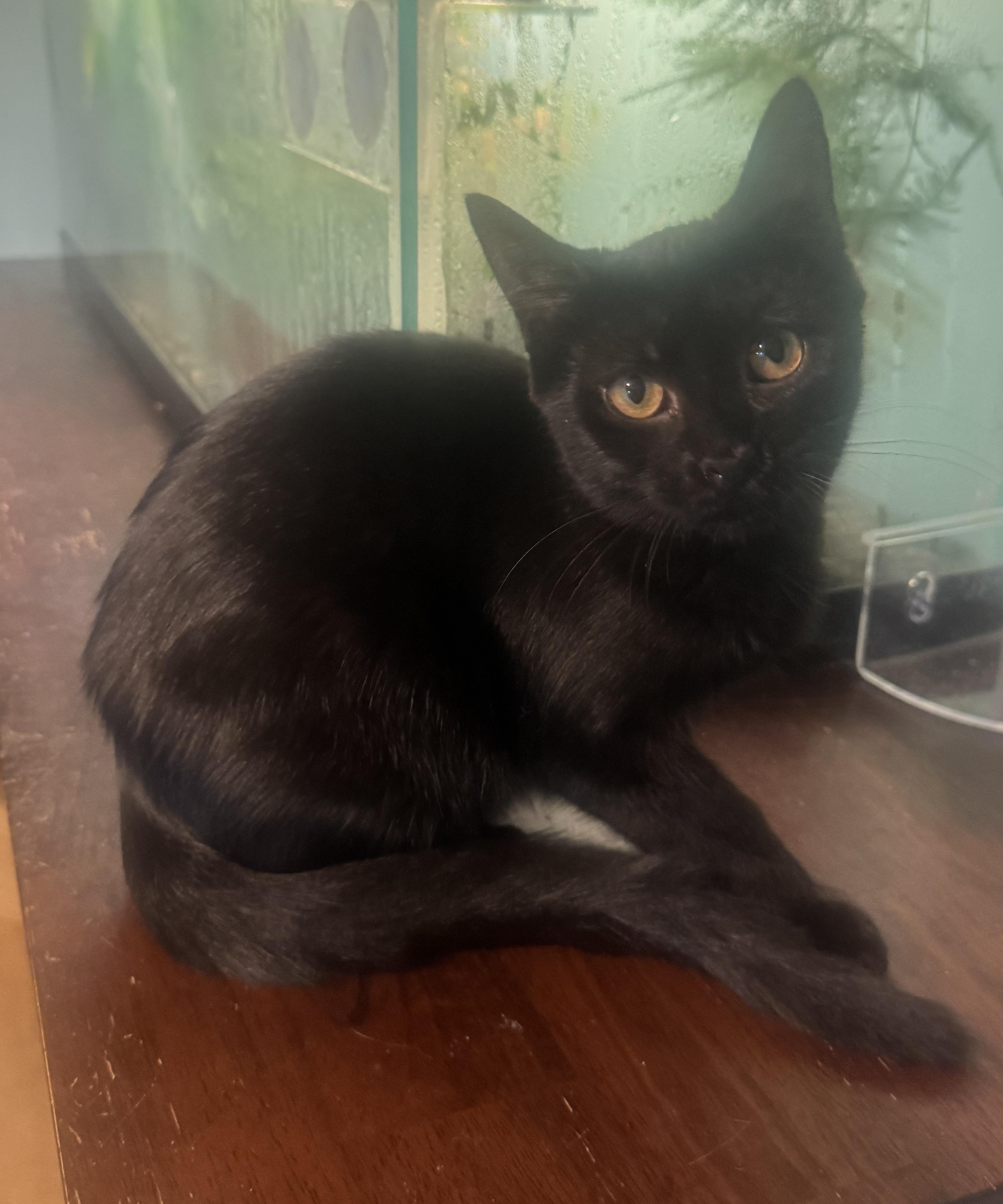 Enlarge Sebrina, a Adoptable American Shorthair in Massillon, OH image 2/2