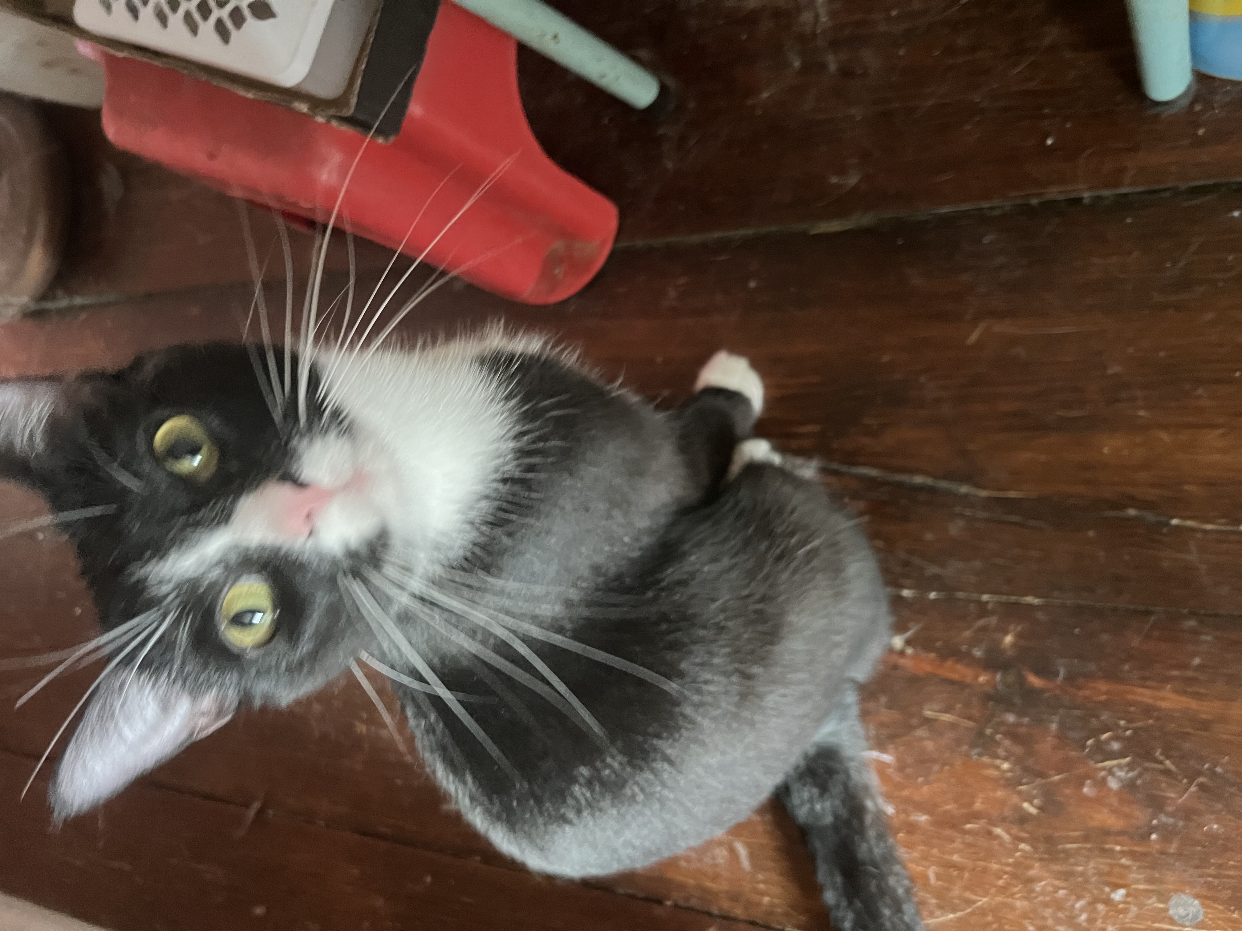 Junebug, a Adopted Domestic Short Hair in West Milwaukee, WI image 1/4