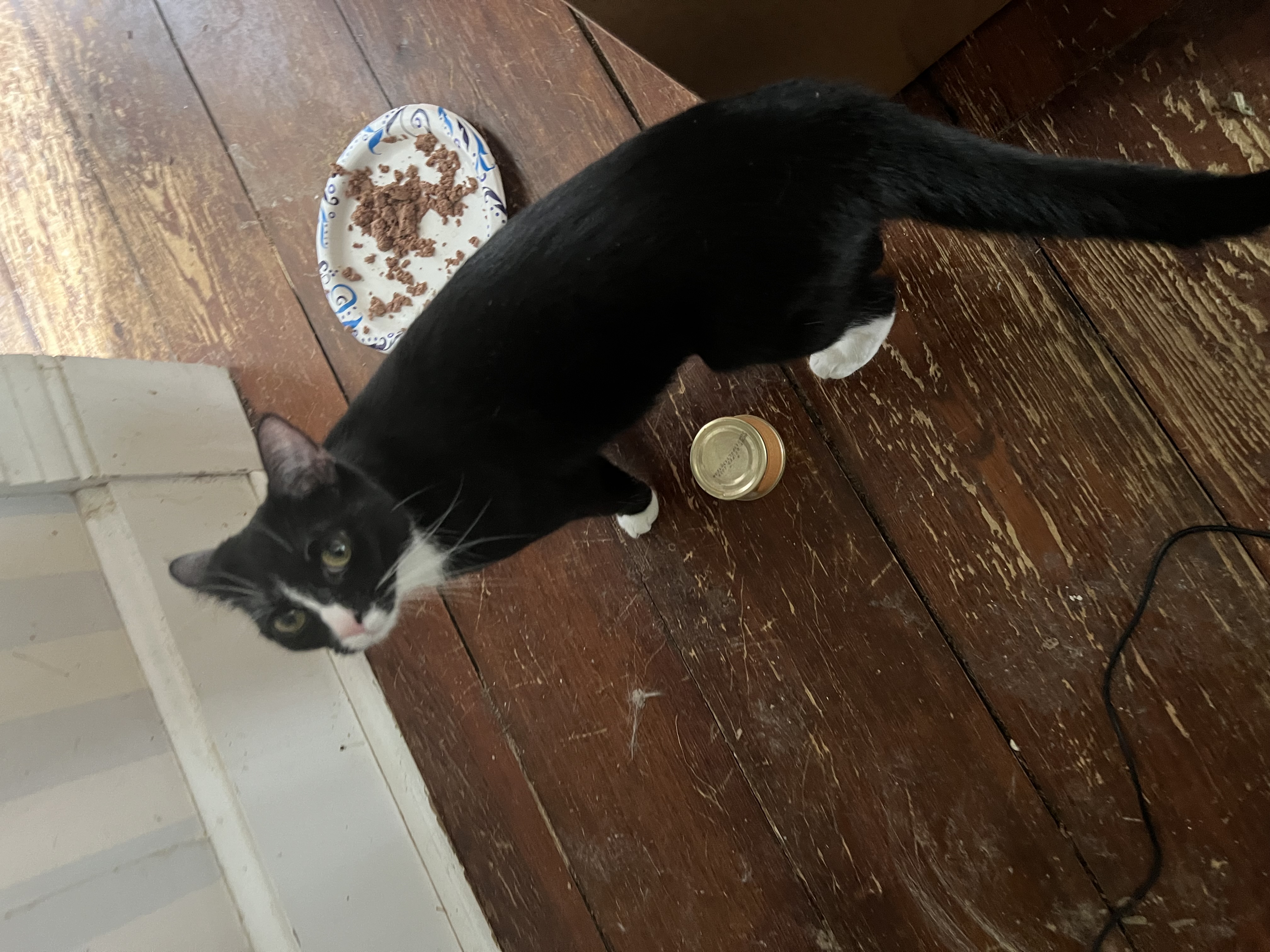 Junebug, a Adopted Domestic Short Hair in West Milwaukee, WI image 2/4