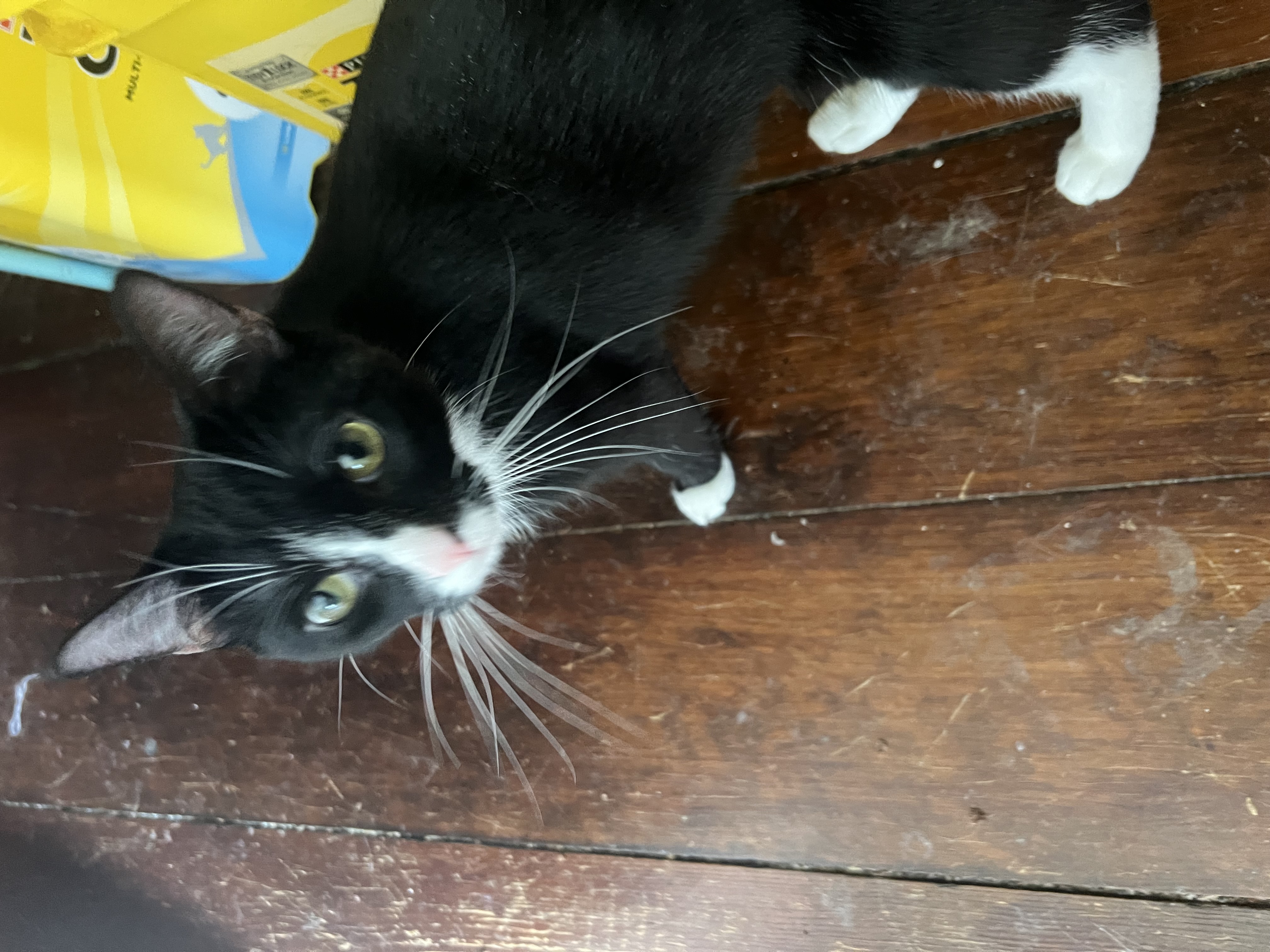 Junebug, a Adopted Domestic Short Hair in West Milwaukee, WI image 3/4